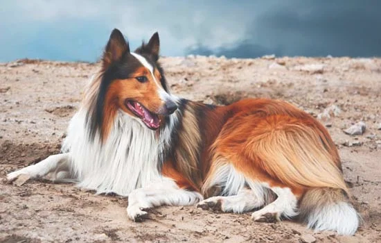 法国斗牛犬的优缺点都有哪些