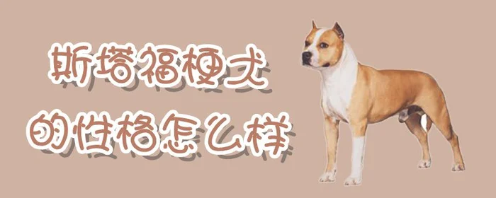 斯塔福梗犬的性格怎么样(斯塔夫特点)