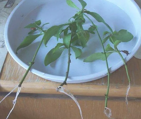 二、繁殖方法