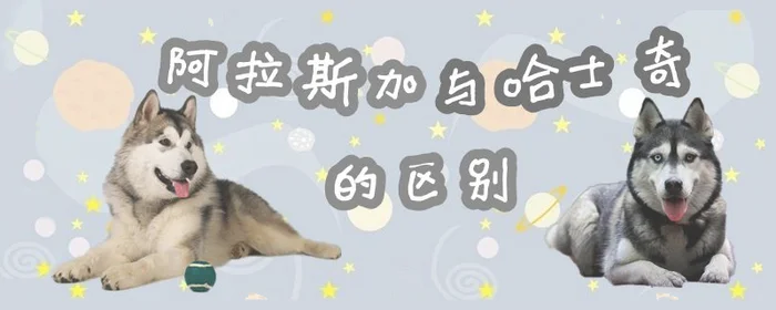 阿拉斯加与哈士奇的区别(阿拉和哈士奇串串图片)