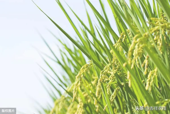 生稻种植一次可连续免耕收获 3-4 年