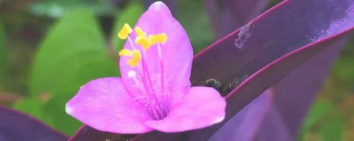 紫鸭跖草的养殖方法(紫鸭跖草的养殖方法