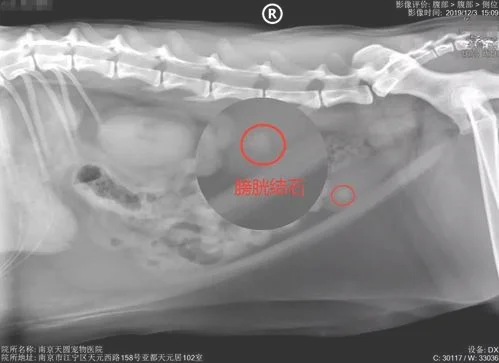 猫咪膀胱结石症状表现,猫咪出现排尿困难