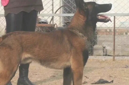 马犬看家护院怎么样(马犬适不适合看家护院)