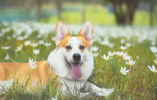 柯基犬怎么养好