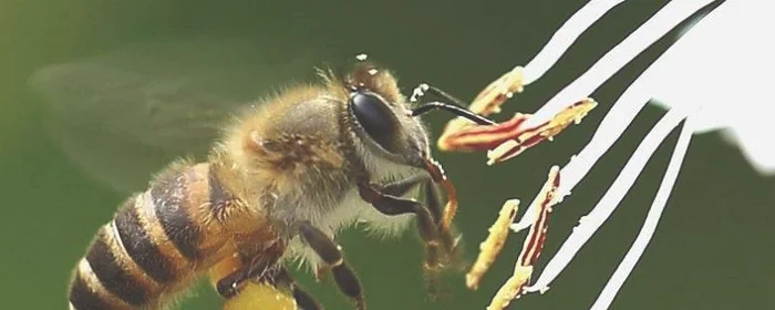 蜜蜂蛰了用牙膏行吗
