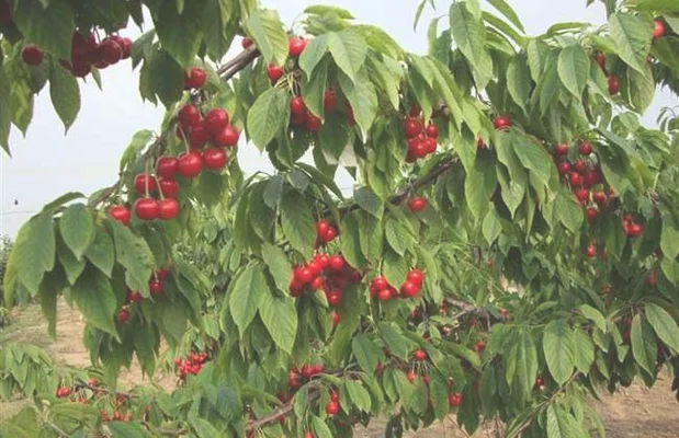 一、种植樱桃的条件