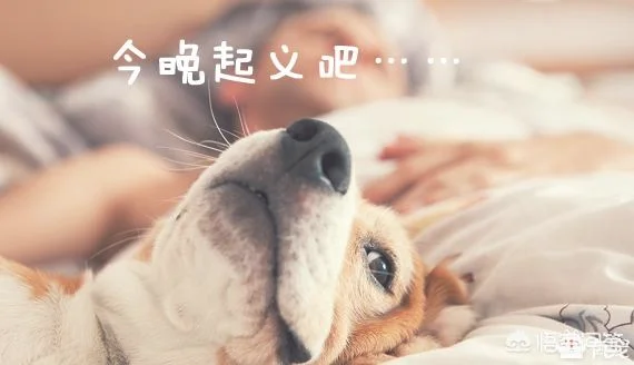 为什么狗在主人睡觉时，非要死死盯着看(主