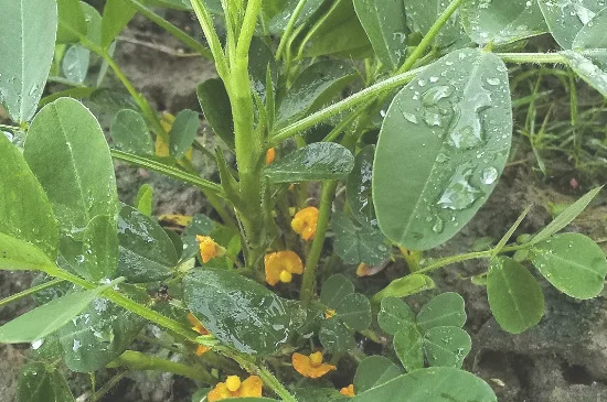 7月份还能种花生吗