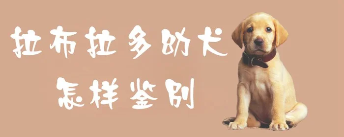 拉布拉多幼犬怎样鉴别(怎样训练拉布拉多幼犬)