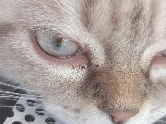猫眼屎多是什么原因？猫眼屎多怎么处理？