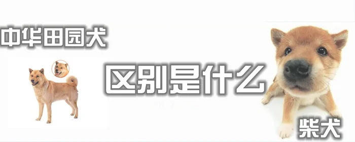 柴犬和中华田园犬的区别是什么(家庭养什