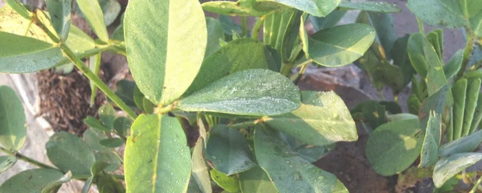 7月份还能种花生吗(七彩花生什么时候种植