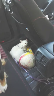 为什么有土猫养不熟的说法(宠物猫和土猫性格有区别吗)