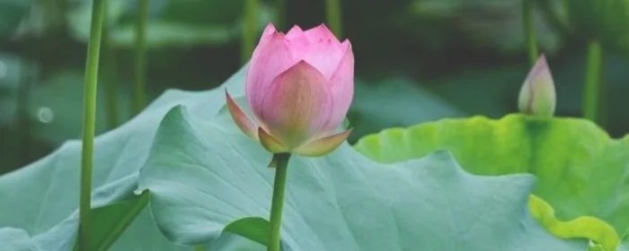 广州哪些公园有荷花看,广州周边的荷花景