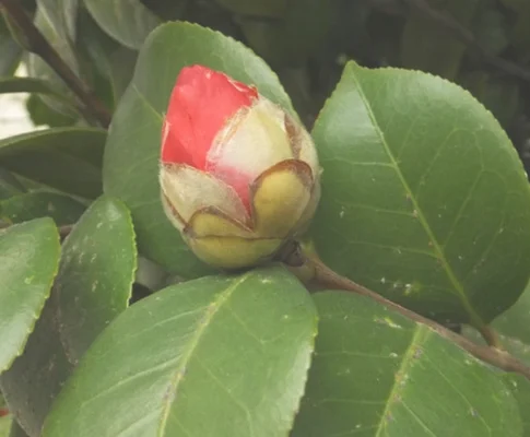 已孕花蕾的山茶为什么开不出来(山茶花只有花蕾不开花是为什么)