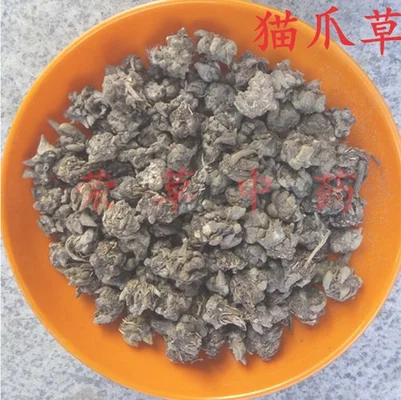 猫抓草药可以治疗肺节结吗？猫抓草药能治疗肺节结吗？-1