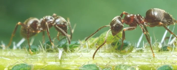 菜地蚂蚁用什么药可以杀死,菜地里可以放蚂蚁药吗