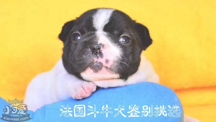 法国斗牛犬鉴别挑选(法国斗牛犬介绍)