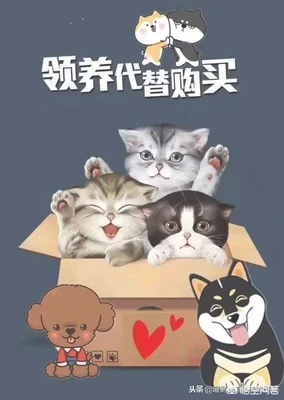 带回家的流浪猫，家里几只猫一直打它，它不还手吓得一直躲着，怎么办