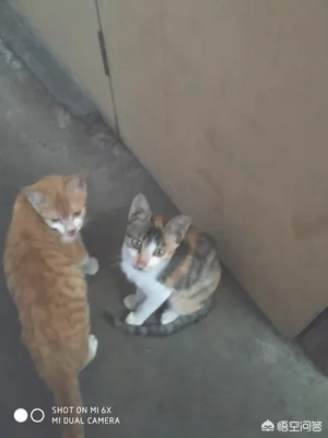 带回家的流浪猫，家里几只猫一直打它，它不还手吓得一直躲着，怎么办
