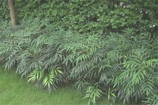 十大功劳的病虫防治，炭疽病需剪枝处理杂草洒药