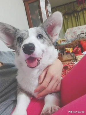 你家养的宠物都是什么性格的(养宠物的女孩都是什么性格)