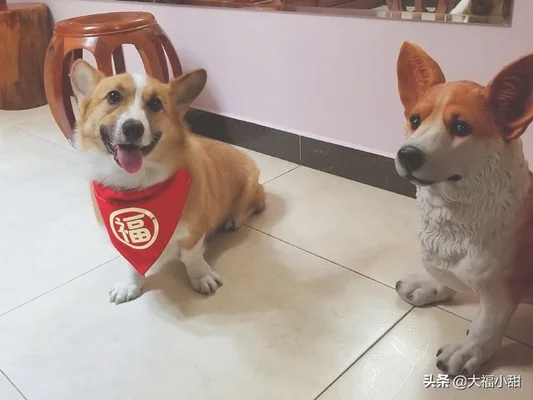 你家养的宠物都是什么性格的(养宠物的女孩都是什么性格)