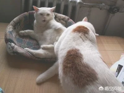 带回家的流浪猫，家里几只猫一直打它，它不还手吓得一直躲着，怎么办