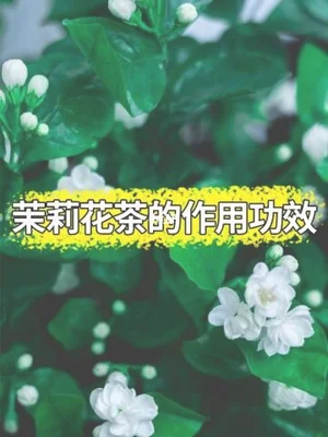 丁香茉莉茶的功效与作用