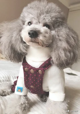 你家养的宠物都是什么性格的(养宠物的女孩都是什么性格)