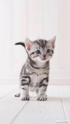 带回家的流浪猫，家里几只猫一直打它，它不还手吓得一直躲着，怎么办