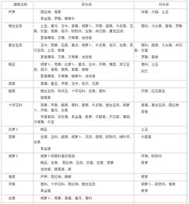 澳大利亚枣怎么种植（掌握高产枣树栽培要点