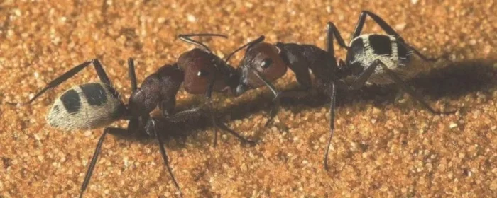 蚂蚁有几只脚,蚂蚁有几只脚几只手