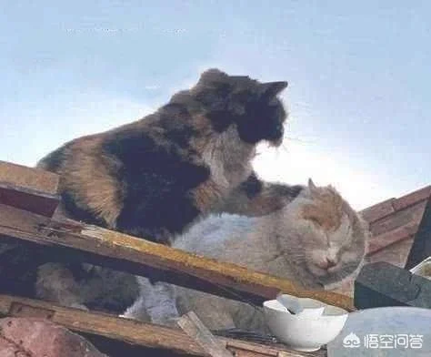 带回家的流浪猫，家里几只猫一直打它，它不还手吓得一直躲着，怎么办