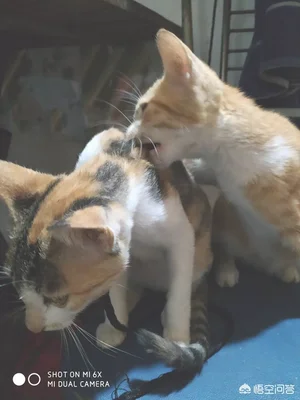 带回家的流浪猫，家里几只猫一直打它，它不还手吓得一直躲着，怎么办