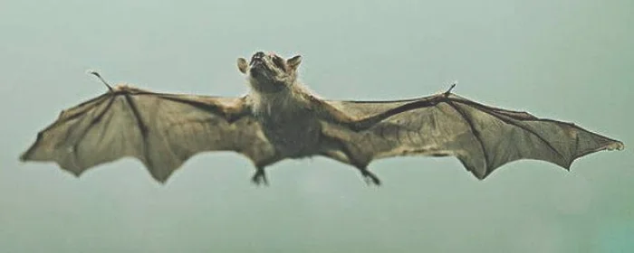 蝙蝠有什么特点,蝙蝠有什么特点它是怎么飞行的