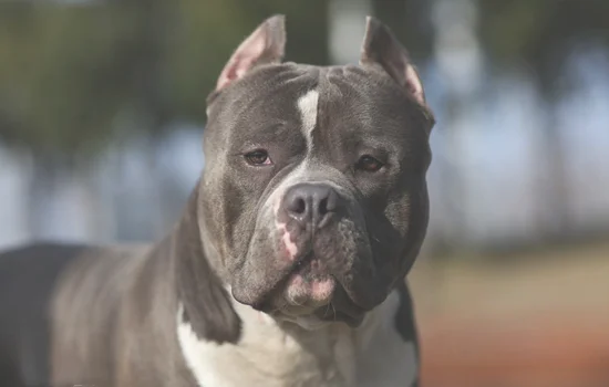 美国恶霸犬能活多少年(斯塔福犬能活多少年)