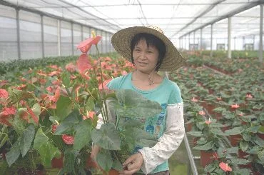 二、花卉培育