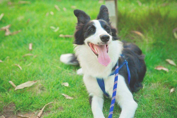 边境牧羊犬多少钱一条(边境牧羊犬图片多