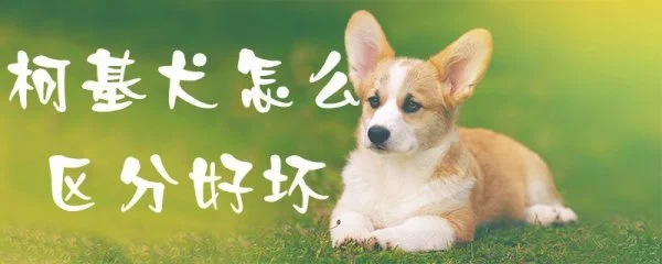 柯基犬怎么区分好坏(纯种柯基犬)