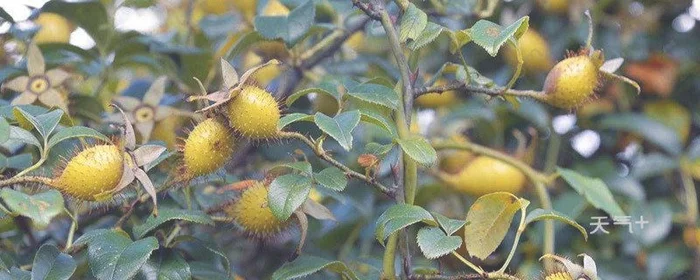 金樱子的花怎么吃