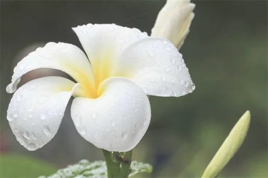 素馨花花语是什么，和蔼可亲和优美