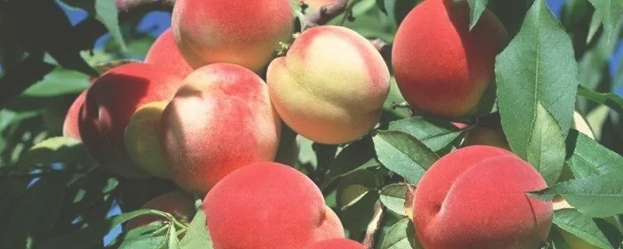 桃子里面长虫子的原因,桃子里面长虫子的原因有哪些