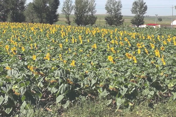 观赏蒲公英怎么种植（简单的想多养上几盆了