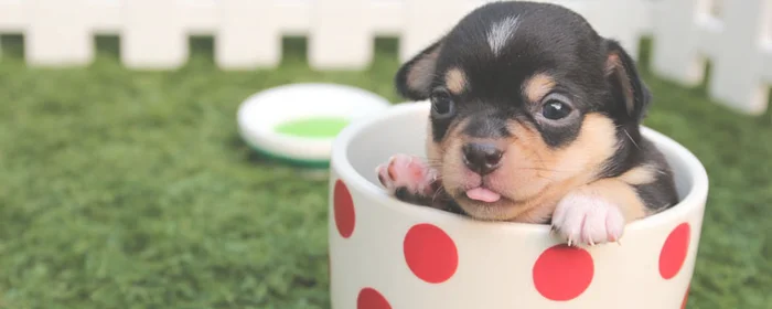 茶杯犬为什么不能养(茶杯犬为什么不能养 视频)