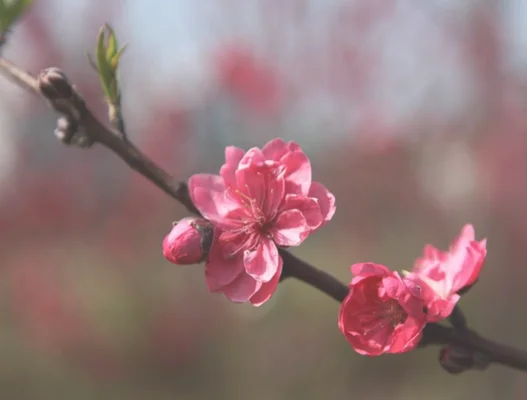 出门遇桃花的3大生肖