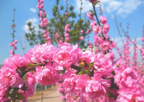 榆叶梅花