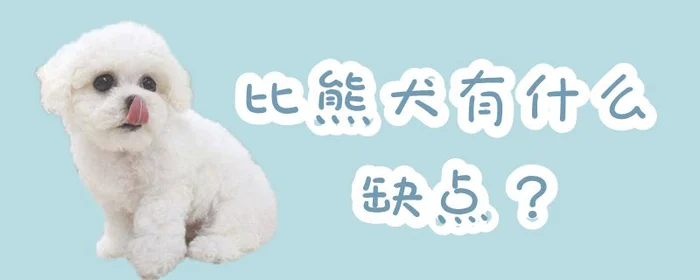 比熊犬有什么缺点(新手养比熊犬详细攻略)