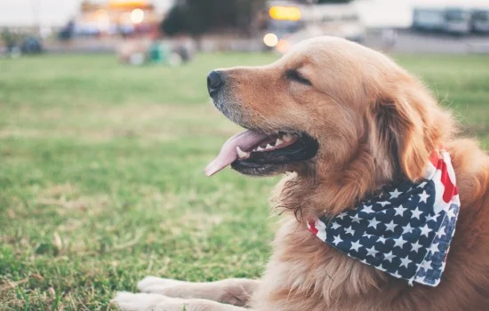 狂犬病的狗有什么症状(10种情况不需要打